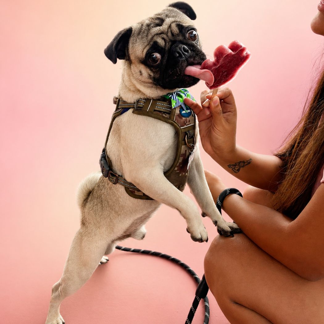 Perro pequeño disfrutando una paleta artesanal para mascotas en forma de patita de Bravoletas